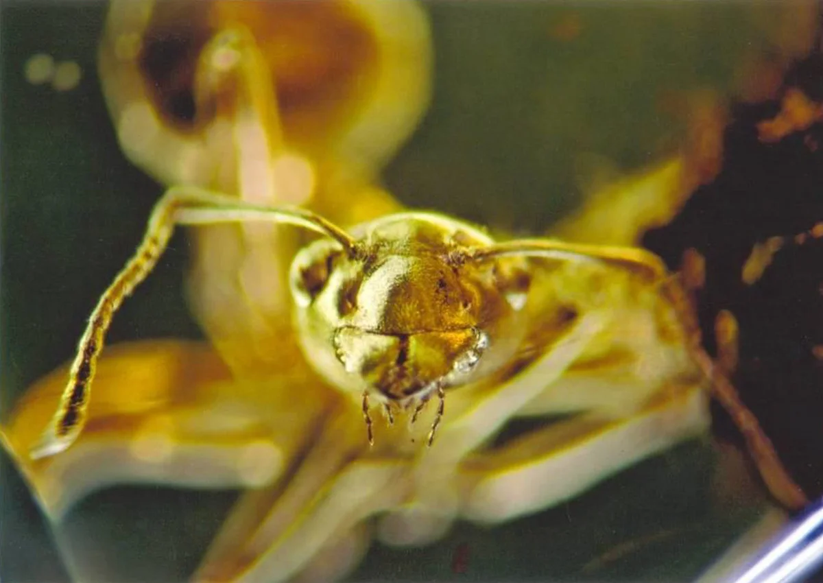 Skarby Bursztynu – Wystawa Stała